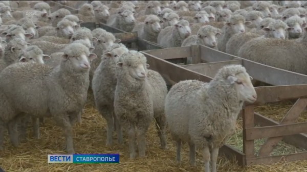 На Ставрополье в самом разгаре кампания по стрижке овец