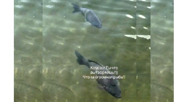 Огромных рыб заметили на Комсомольском пруду в Ставрополе