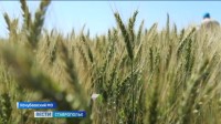 На Ставрополье идет подготовка к уборке зерна На Ставрополье идет подготовка к уборке зерна
