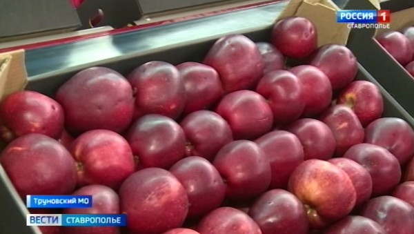 Наливные и сочные на месяцы вперёд. Как садоводам удаётся так долго сохранять урожай свежим