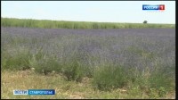Лавандовые поля Ставрополья притягивают десятки тысяч туристов