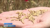 Аграрии Ставрополья приступают к уборке озимых зерновых Аграрии Ставрополья приступают к уборке озимых зерновых
