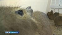 Три детёныша капибары появились на свет на экоферме в Ставропольском крае Три детёныша капибары появились на свет на экоферме в Ставропольском крае