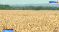Уборка урожая началась на Ставрополье