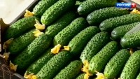 Теплицы Ставрополья наращивают производство овощей