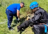 В Кисловодске спасли провалившуюся в открытый колодец собаку