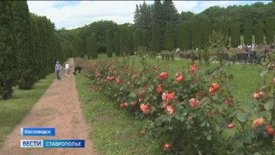 В Долине Роз Кисловодска начинают распускаться бутоны
