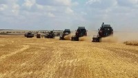 Аграрии Ставрополья намолотили 250 тысяч тонн зерна