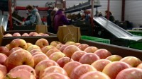 На Ставрополье планируется строительство современного фруктохранилища мощностью 30 тысяч тонн.