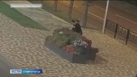 Похитителей зеленых насаждений в Ставрополе выявили видеокамеры