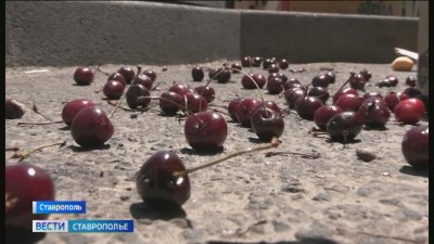 Почти 300 килограммов овощей и фруктов изъяли на точках стихийной торговли в Ставрополе