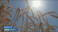 Жатва на Ставрополье набирает обороты
