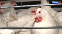 Поголовье птицы в фермерских хозяйствах Ставрополья выросло на 40%