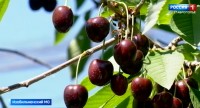 На Ставрополье в разгаре сбор черешни На Ставрополье в разгаре сбор черешни