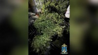 Жителя Ставрополья будут судить за выращивание и сбыт наркотиков Жителя Ставрополья будут судить за выращивание и сбыт наркотиков