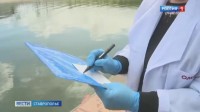В Комсомольском пруду Ставрополя проверяют качество воды В Комсомольском пруду Ставрополя проверяют качество воды