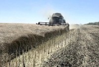 На Ставрополье началась уборка озимого рапса На Ставрополье началась уборка озимого рапса