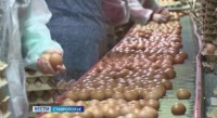 На Ставрополье значительно выросло производство яиц