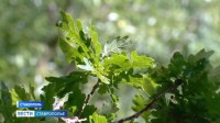 Зелёные патриархи Ставрополя: как город хранит свои вековые деревья Зелёные патриархи Ставрополя: как город хранит свои вековые деревья