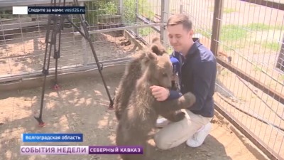 Осиротевшие медвежата из Северной Осетии обрели новый дом в Волгограде