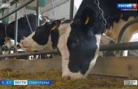 Животноводы Ставрополья заготавливают корма на зиму Животноводы Ставрополья заготавливают корма на зиму