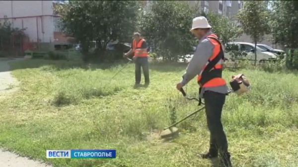 Ставропольцев призывают выйти на борьбу с амброзией