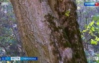 На Ставрополье взяли под охрану группу уникальных тополей Болле На Ставрополье взяли под охрану группу уникальных тополей Болле