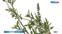 На Ставрополье начинается активный период цветения амброзии