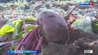На Ставрополье стартовала уборка столовой свёклы