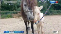 В Невинномысске выбирают имя для малыша‑пони в парке "Шерстяник" В Невинномысске выбирают имя для малыша‑пони в парке "Шерстяник"