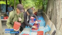 Малиновый край: на Ставрополье начинается сезон сбора ценной ягоды Малиновый край: на Ставрополье начинается сезон сбора ценной ягоды