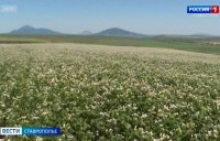 На Ставрополье наращивают производство гречихи На Ставрополье наращивают производство гречихи
