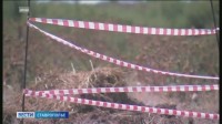 Вспышку африканской чумы свиней выявили в Красногвардейском округе Ставрополья Вспышку африканской чумы свиней выявили в Красногвардейском округе Ставрополья
