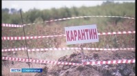 На Ставрополье обнаружили вирус африканской чумы На Ставрополье обнаружили вирус африканской чумы
