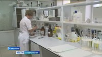 Как проверяют качество зерна на Ставрополье