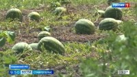 На Ставрополье стартовал арбузный сезон На Ставрополье стартовал арбузный сезон