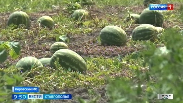 На Ставрополье стартовал арбузный сезон