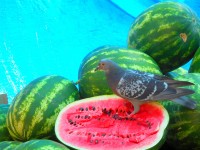 Какие продукты помогут пережить жару