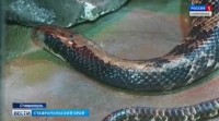 Змеи подбираются к домам: на Ставрополье спасатели оперативно убирают незваных гостей Змеи подбираются к домам: на Ставрополье спасатели оперативно убирают незваных гостей