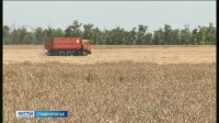 Ставропольские поля — в работе: уборочная кампания не сбавляет оборотов Ставропольские поля — в работе: уборочная кампания не сбавляет оборотов