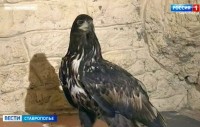 В Пятигорске уличный фотограф эксплуатировал орлов В Пятигорске уличный фотограф эксплуатировал орлов
