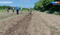 В лесхозах Ставрополья начались работы по уходу за сеянцами