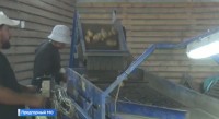 Два урожая картофеля за один сезон собирают ставропольские фермеры