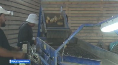 Два урожая картофеля за один сезон собирают ставропольские фермеры