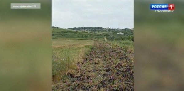 В Ставрополе обновляют противопожарные полосы