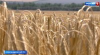 На Ставрополье приступили к уборке редкой для региона культуры
