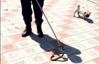 Змеи продолжают наведываться к жителям Ставрополья Змеи продолжают наведываться к жителям Ставрополья