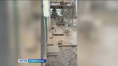 Сострадание или безответственность: в Ставрополе мужчина на своем участке приютил 100 собак Сострадание или безответственность: в Ставрополе мужчина на своем участке приютил 100 собак