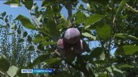 На Ставрополье началась уборка слив