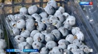 В Кочубеевском округе собрали свыше тонны голубики В Кочубеевском округе собрали свыше тонны голубики